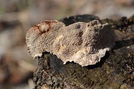 Attēlu rezultāti vaicājumam “Coriolopsis trogii”