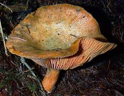 Attēlu rezultāti vaicājumam “Lactarius deterrimus”