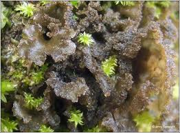 Attēlu rezultāti vaicājumam “Leptogium lichenoides”