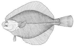 Image result for Platichthys flesus