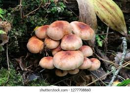 Attēlu rezultāti vaicājumam “Hypholoma lateritium”