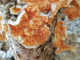 Attēlu rezultāti vaicājumam “Leucogyrophana sororia”