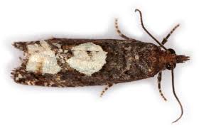 Attēlu rezultāti vaicājumam “Epinotia trigonella”