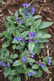 Image result for Pulmonaria Silverado