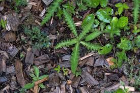 Attēlu rezultāti vaicājumam “Cirsium palustre leaf”