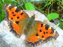 Attēlu rezultāti vaicājumam “Aglais urticae”