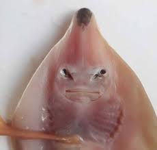 Image result for Acroteriobatus blochii