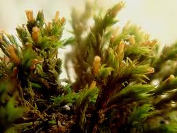 Attēlu rezultāti vaicājumam “Orthotrichum speciosum”