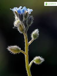 Attēlu rezultāti vaicājumam “Myosotis ramosissima flower”