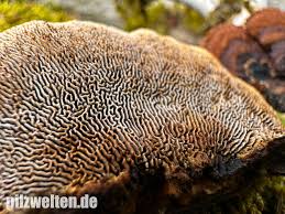 Attēlu rezultāti vaicājumam “Gloeophyllum abietinum”