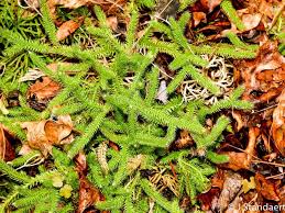 Attēlu rezultāti vaicājumam “Lycopodium clavatum”