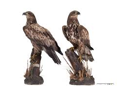 Image result for Haliaeetus albicilla