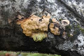 Attēlu rezultāti vaicājumam “Fuligo laevis”