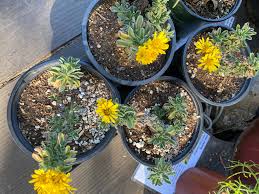 Attēlu rezultāti vaicājumam “Lycogala persicum sessile”