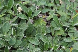 Attēlu rezultāti vaicājumam “Pilosella officinarum leaf”