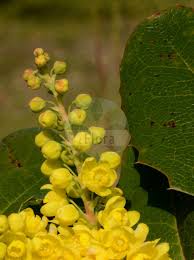 Attēlu rezultāti vaicājumam “Berberidaceae”