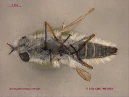 Attēlu rezultāti vaicājumam “Therevidae”