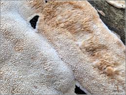 Attēlu rezultāti vaicājumam “Diplomitoporus flavescens”