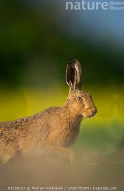 Attēlu rezultāti vaicājumam “Lepus europaeus adult”