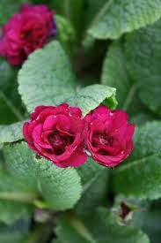 Attēlu rezultāti vaicājumam “Primula”