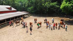 Image result for Old Park Riding Stables