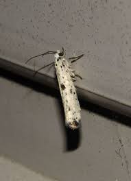 Attēlu rezultāti vaicājumam “Anacampsis blatariella”