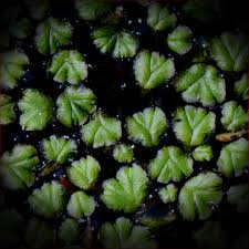 Attēlu rezultāti vaicājumam “Ricciocarpos natans”