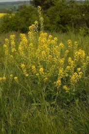Attēlu rezultāti vaicājumam “Barbarea vulgaris subsp. arcuata fruit”