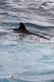 Image result for Hyperoodon ampullatus