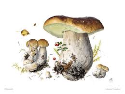 Attēlu rezultāti vaicājumam “Boletus edulis”