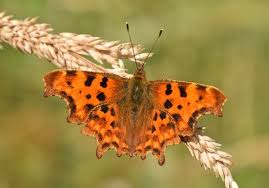 Attēlu rezultāti vaicājumam “Polygonia c-album underside”
