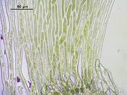 Attēlu rezultāti vaicājumam “Sphagnum fimbriatum”