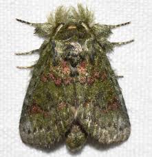 Attēlu rezultāti vaicājumam “Notodontidae”