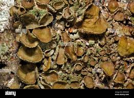 Attēlu rezultāti vaicājumam “Melanohalea exasperata”