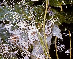 Attēlu rezultāti vaicājumam “Prociphilus xylostei”