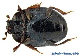 Attēlu rezultāti vaicājumam “Histeridae”