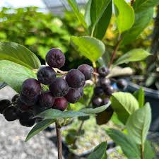 Attēlu rezultāti vaicājumam “Aronia melanocarpa fruit”