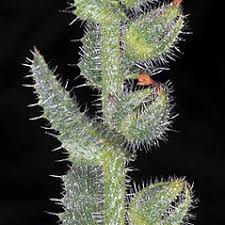 Attēlu rezultāti vaicājumam “Anchusa arvensis”