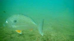 Image result for Archosargus rhomboidalis