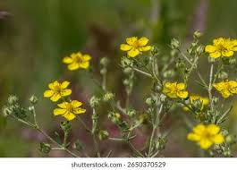 Image result for Potentilla argentea