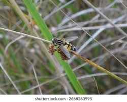 Attēlu rezultāti vaicājumam “Helophilus hybridus male”