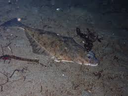 Image result for Parophrys vetulus