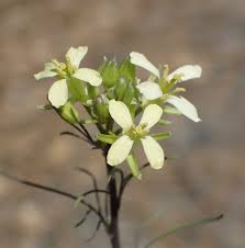 Attēlu rezultāti vaicājumam “Sisymbrium altissimum”