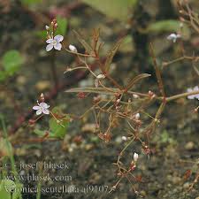 Attēlu rezultāti vaicājumam “Veronica scutellata flower”