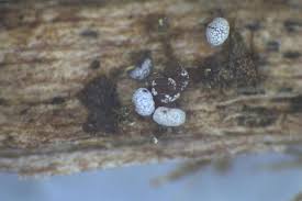 Attēlu rezultāti vaicājumam “Physarum leucophaeum macro”