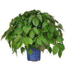 Image result for parthenocissus bonsai