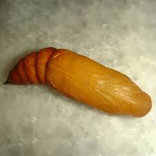 Attēlu rezultāti vaicājumam “pupa”