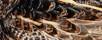 Image result for Lymnocryptes minimus