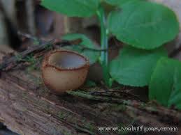 Attēlu rezultāti vaicājumam “Humaria hemisphaerica”