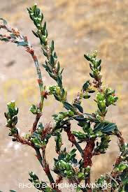 Attēlu rezultāti vaicājumam “Polygonum arenastrum flower”